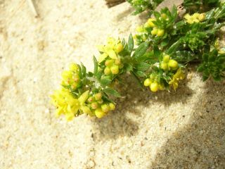 Les dunes atlantiques : Gaillet des sables (Galium arenarium)